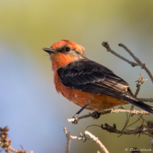 Vermilion Flycatcher-Male-07
