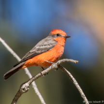 Vermilion Flycatcher-Male-66