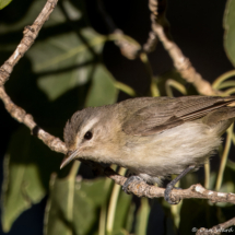 Warbling Vireo-04