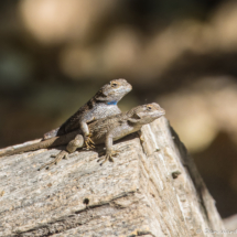 Western Fence Lizard-07