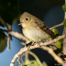 Western Flycatcher-07