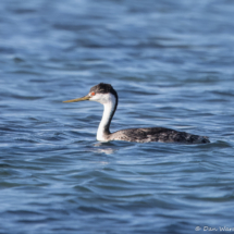 Western Grebe-01