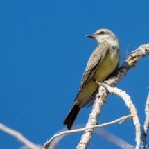 Western Kingbird-06