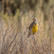 Western Meadowlark-01