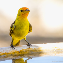 Western Tanager-01