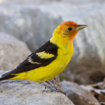 Western Tanager-Male-18