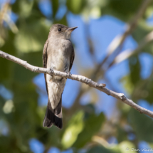 Western Wood-Pewee-34