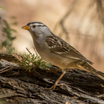 White-crowned Sparrow-06
