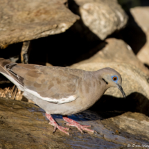 White-winged Dove-02