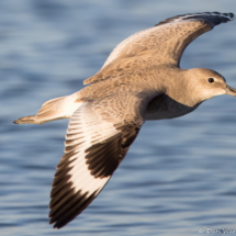 Willet-11