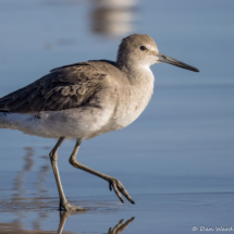Willet-17