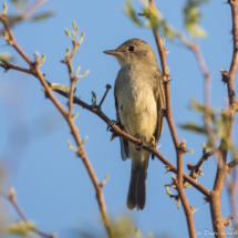 Willow Flycatcher-01