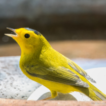 Wilson's Warbler-01