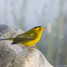Wilson's Warbler-45