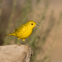 Yellow Warbler-18