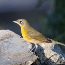 Yellow-breasted Chat-22