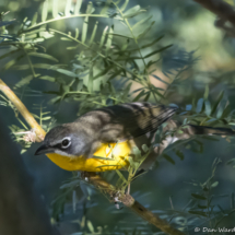 Yellow-breasted Chat-29