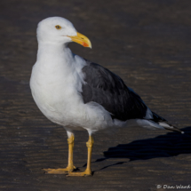 Yellow-footed Gull-08