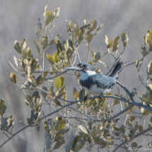 Belted Kingfisher-01