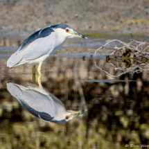 Black-crowned Night Heron-01 (2)