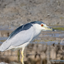 Black-crowned Night Heron-03
