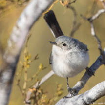 Black-tailed Gnatcatcher-01