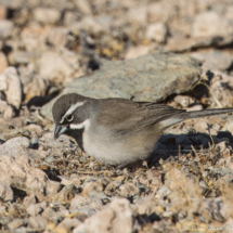 Black-throated Sparrow-05