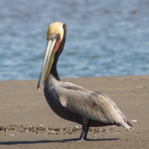 Brown Pelican-03