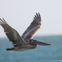 Brown Pelican in Flight-01