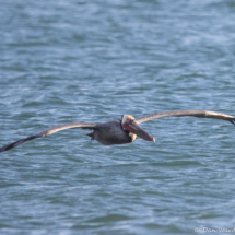 Brown Pelican in Flight-03