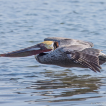 Brown Pelican in Flight-08