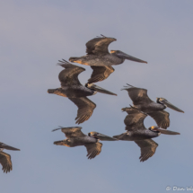Brown Pelicans in Flight-01