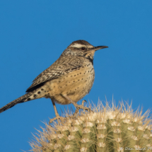 Cactus Wren-08