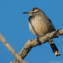 Cactus Wren-09