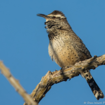 Cactus Wren-11