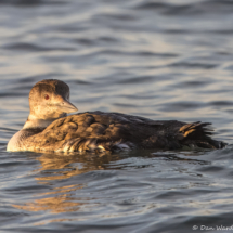 Common Loon-02