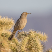 Curve-billed Thrasher-01