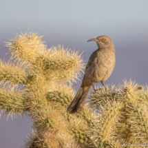 Curve-billed Thrasher-02