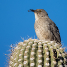 Curve-billed Thrasher-05