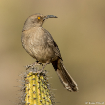 Curve-billed Thrasher-10
