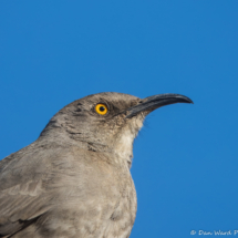 Curve-billed Thrasher-18