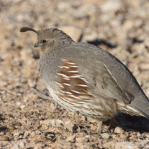 Gambel's Quail-Female-01