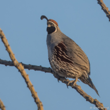Gambel's Quail-Male-02