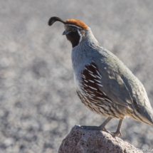 Gambel's Quail-Male-04