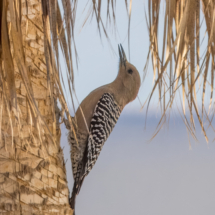 Gila Woodpecker-01