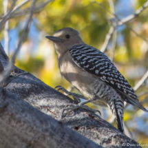 Gila Woodpecker-04