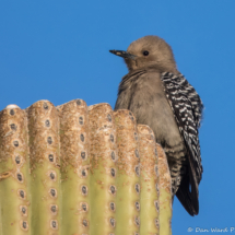 Gila Woodpecker-Female-01