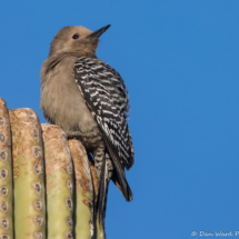 Gila Woodpecker-Female-03