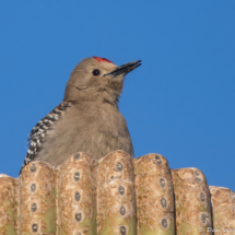 Gila Woodpecker-Male-09