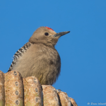 Gila Woodpecker-Male-13